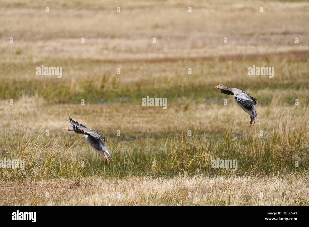 This pair of Greylag Geese are landing together on a rough pasture field in Scotland. Stock Photo