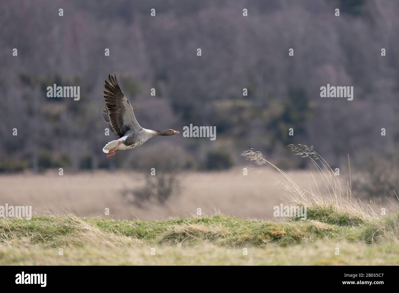 Greylag Goose taking off Stock Photo