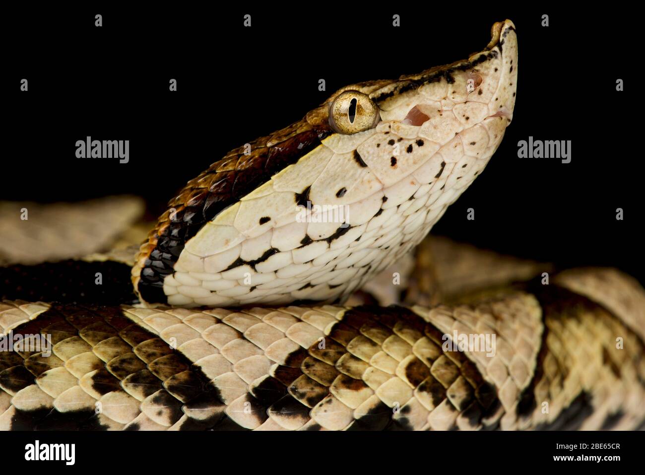 Sharp-nosed viper (Deinagkistrodon acutus) Stock Photo