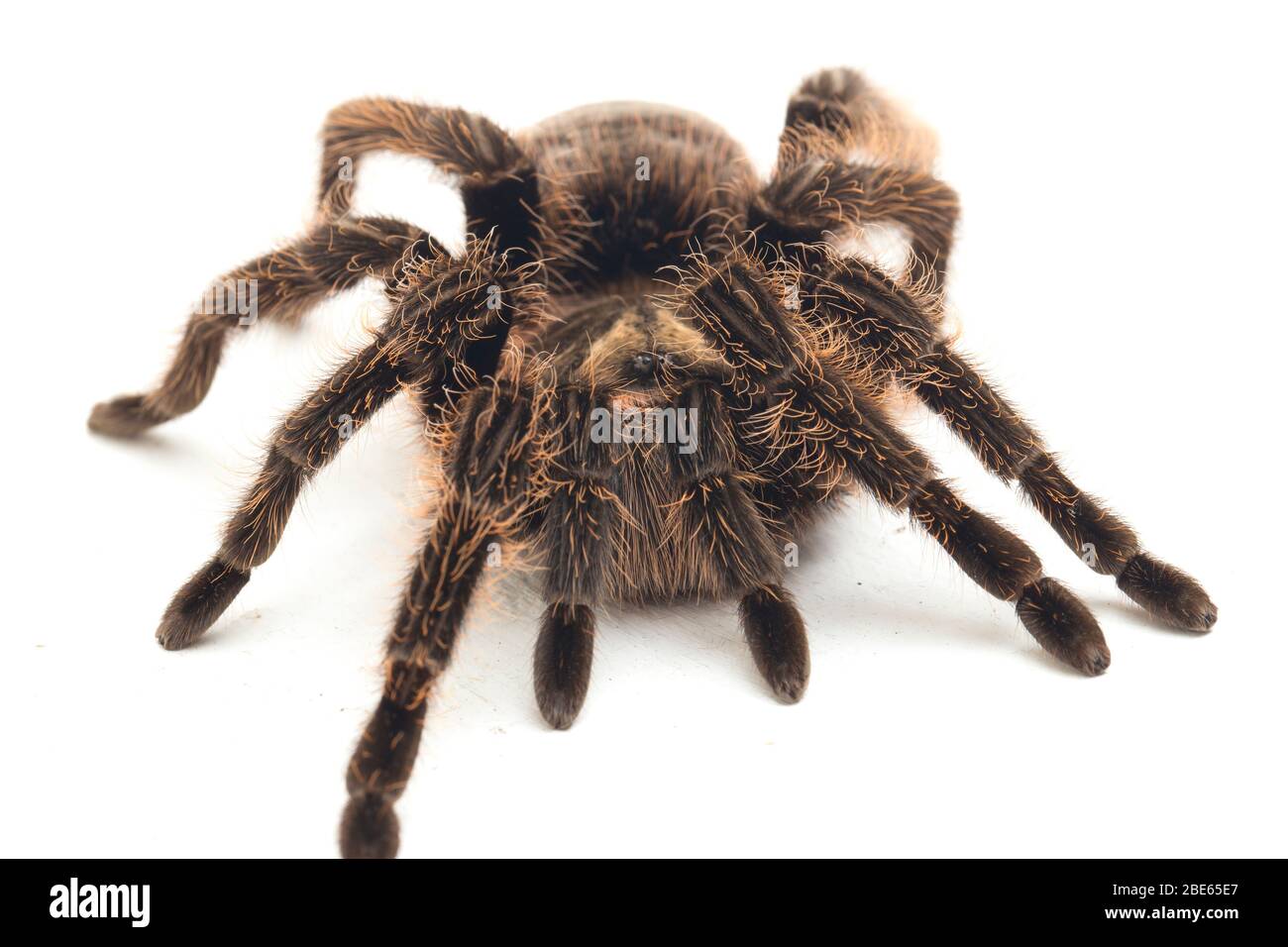 Curlyhair Tarantula (Brachypelma albopilosum) Isolated on white background Stock Photo