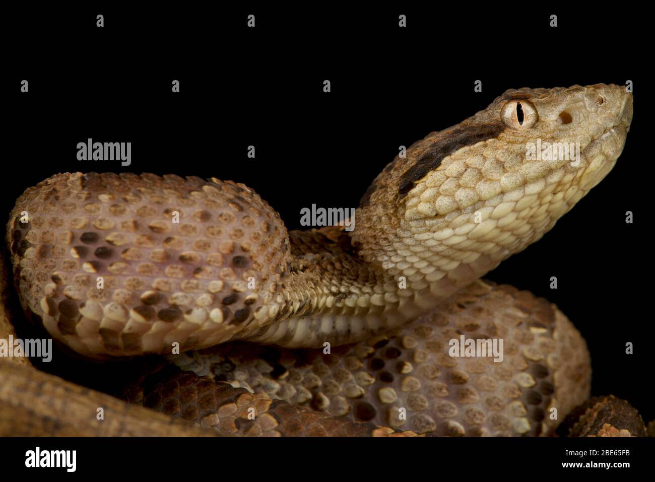 Central American jumping viper (Atropoides mexicanus) Stock Photo