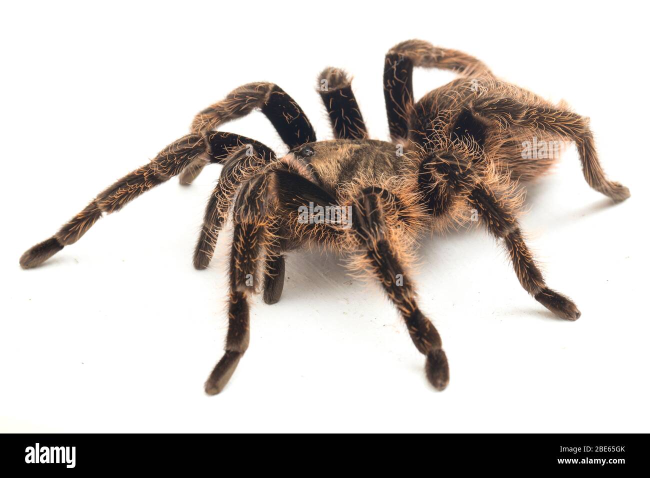 Curlyhair Tarantula (Brachypelma albopilosum) Isolated on white background Stock Photo
