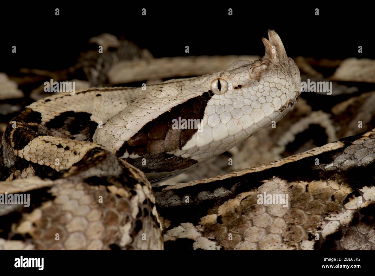 West African Gaboon viper (Bitis rhinoceros) Stock Photo