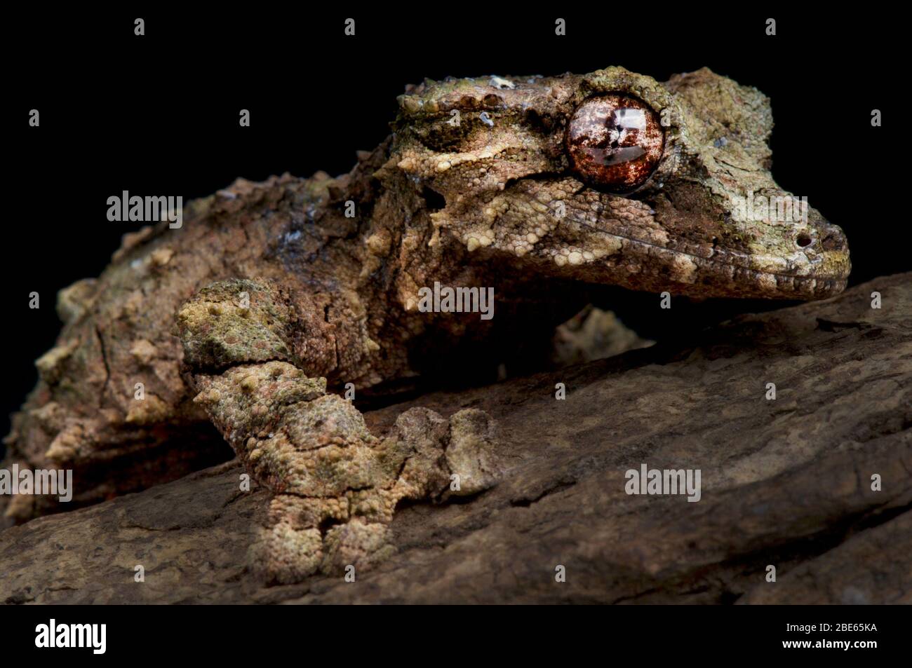 Cork bark leaftailed gecko (Uroplatus pietschmanni Stock Photo Alamy