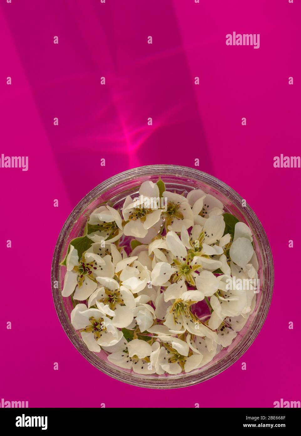 Blossom of the British raised Conference pear tree Stock Photo Alamy