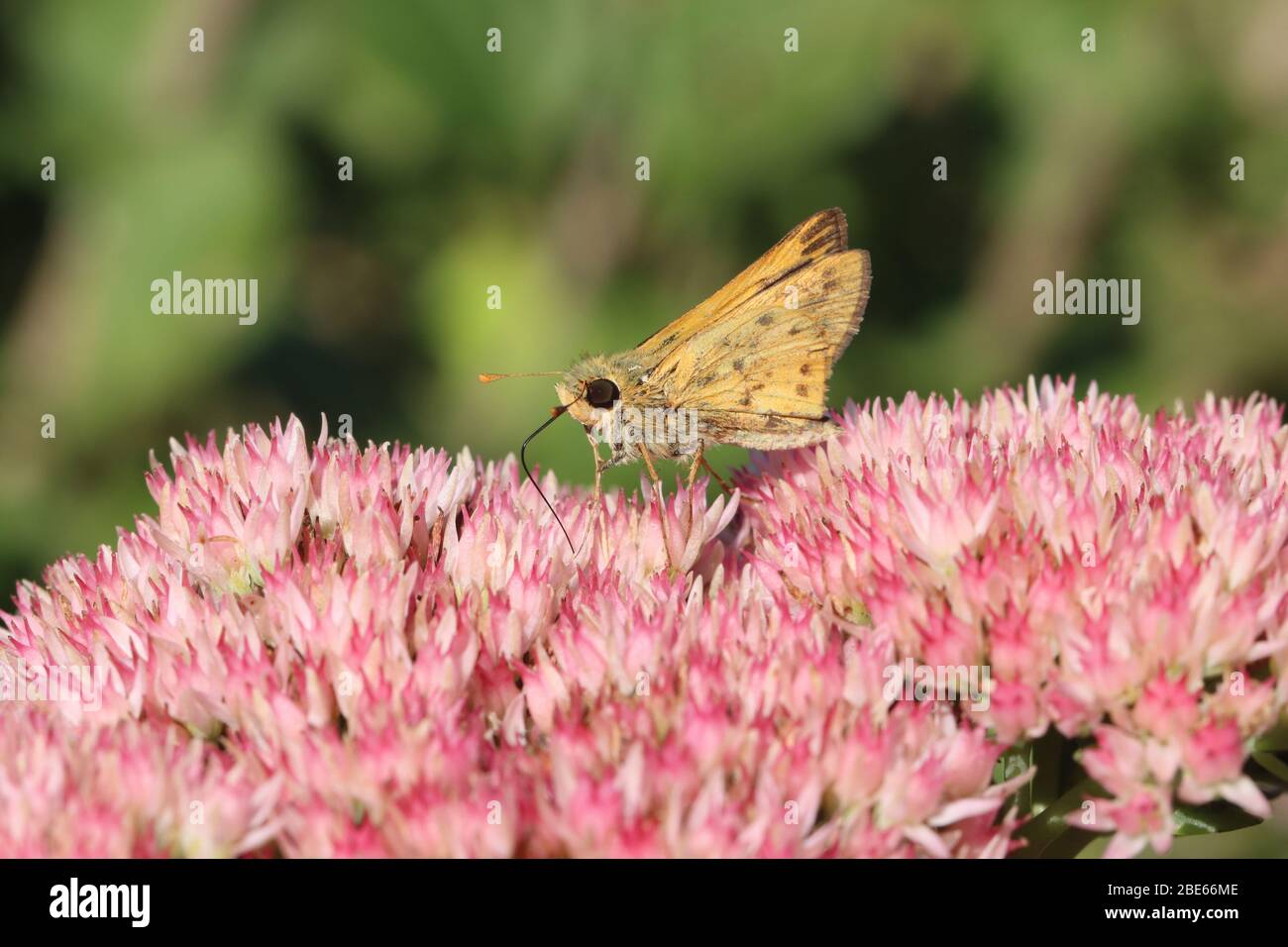 Hylephila phyleus September 18th, 2019 Perry Nature Area, South Dakota Stock Photo