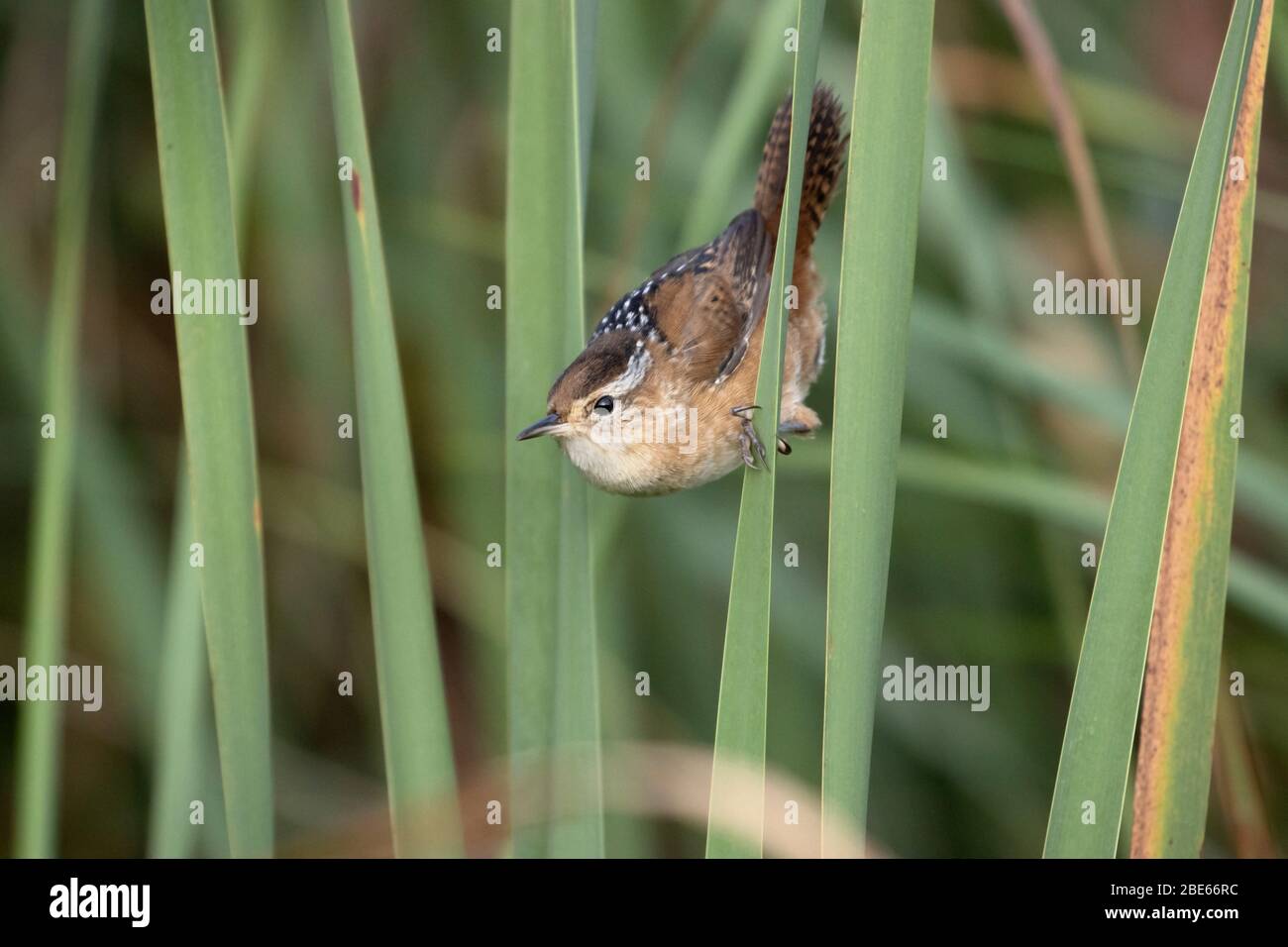 h palustris high resolution stock photography and images alamy