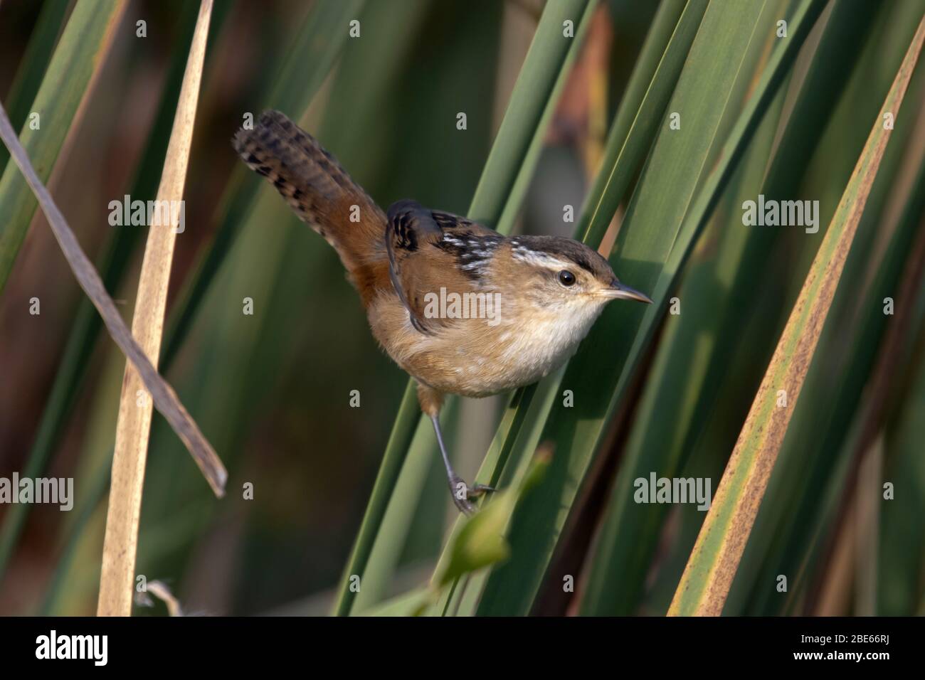 h palustris high resolution stock photography and images alamy
