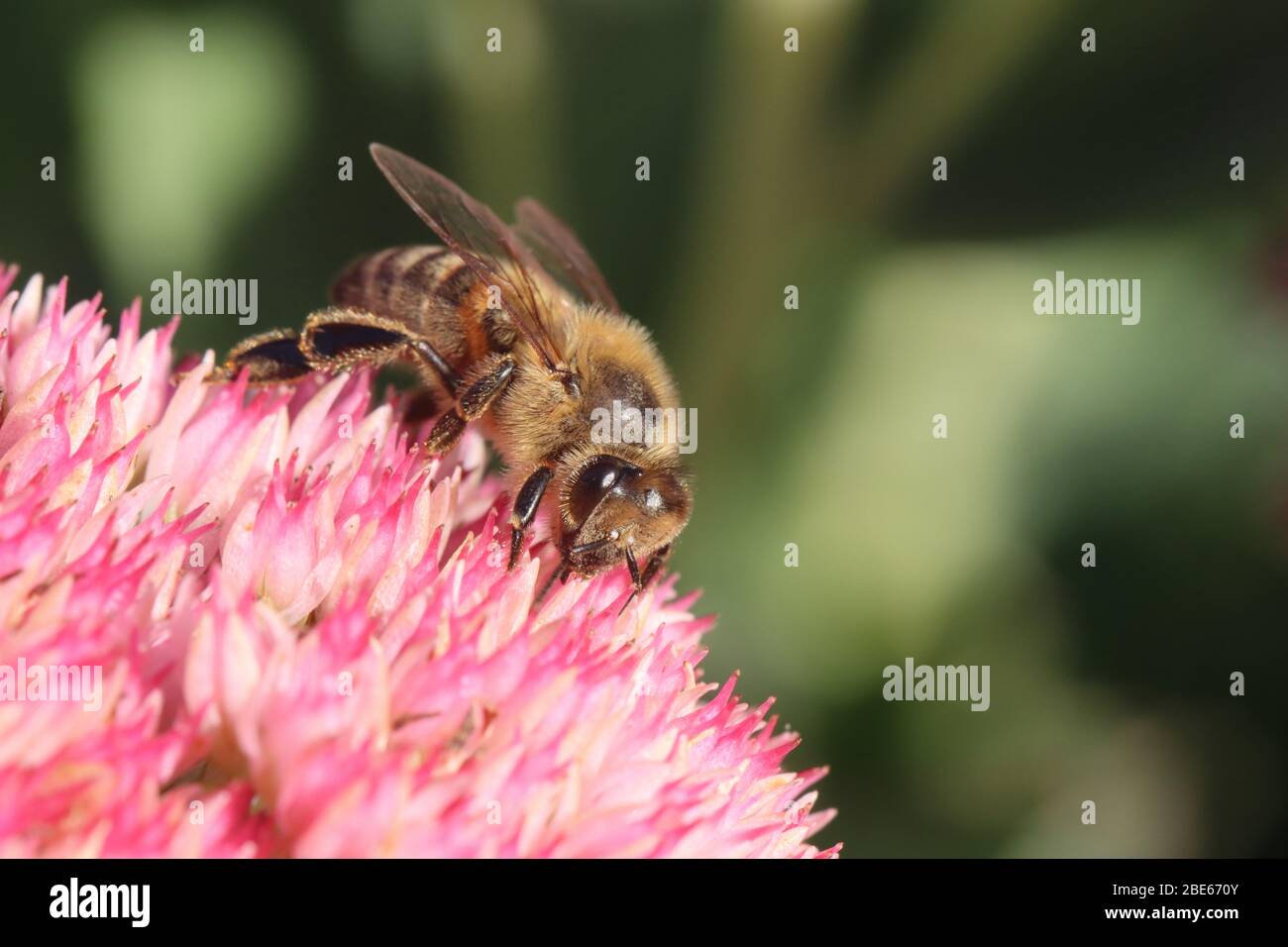 Western honey bee wing hi-res stock photography and images - Alamy