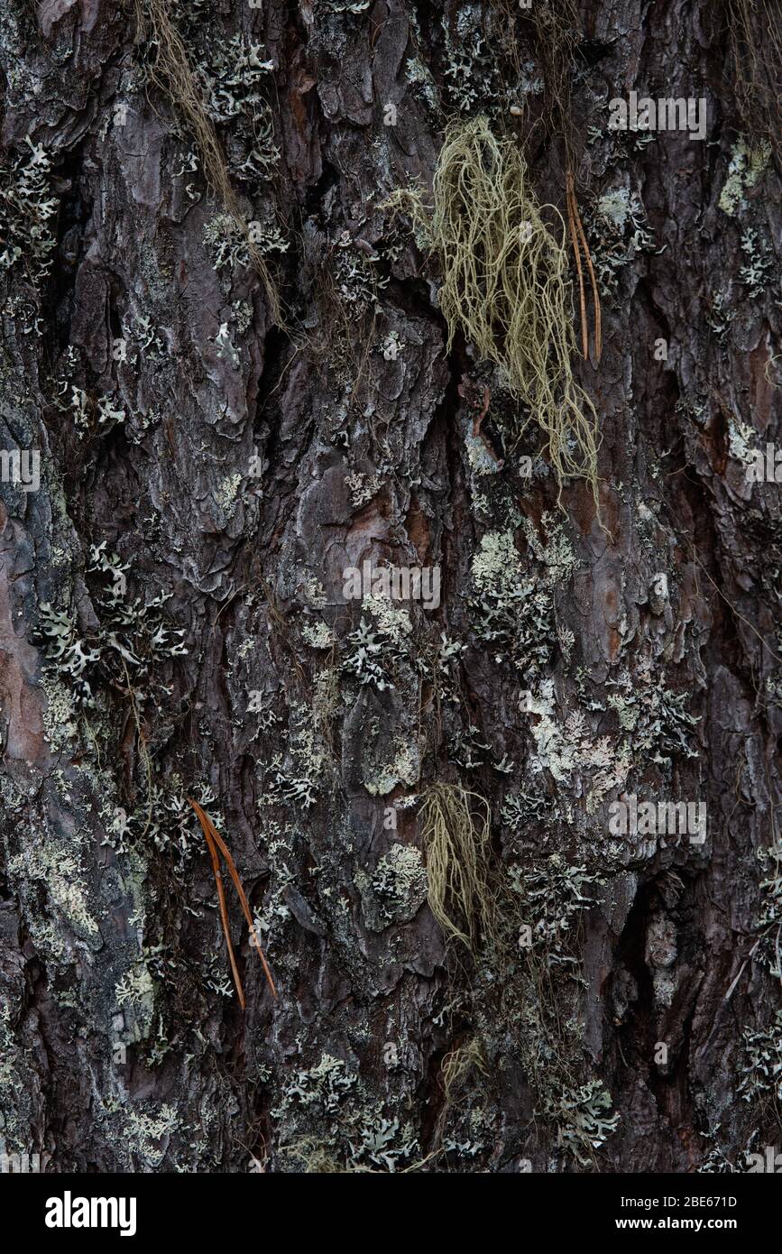Macrophotography. The bark of tree overgrown with moss and lichen. Stock Photo