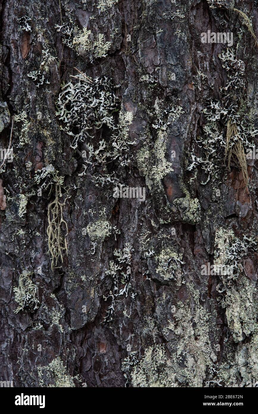 Macrophotography. The bark of tree overgrown with moss and lichen. Stock Photo