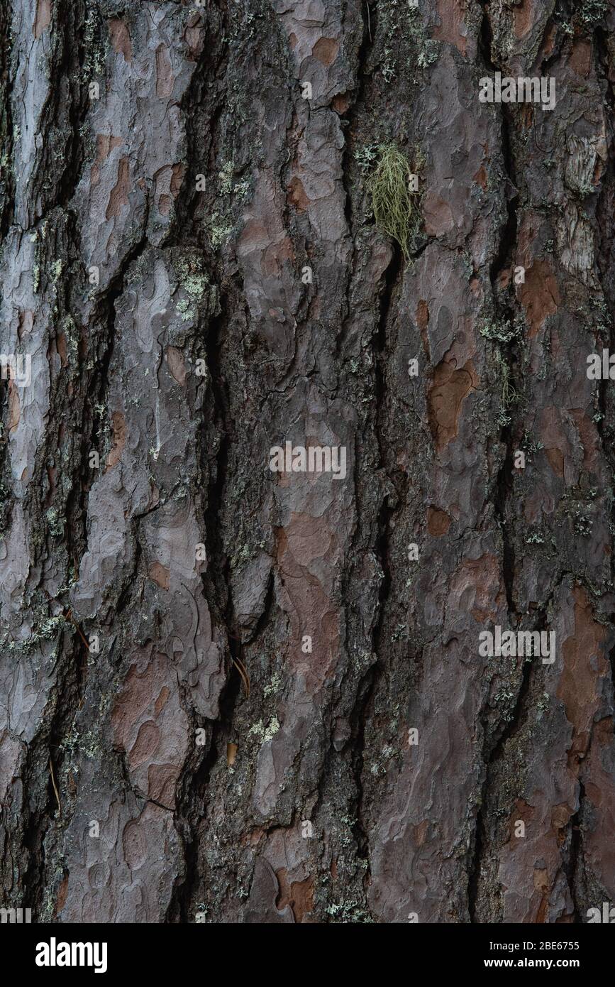 Background. The bark of old pine trees close-up. Stock Photo