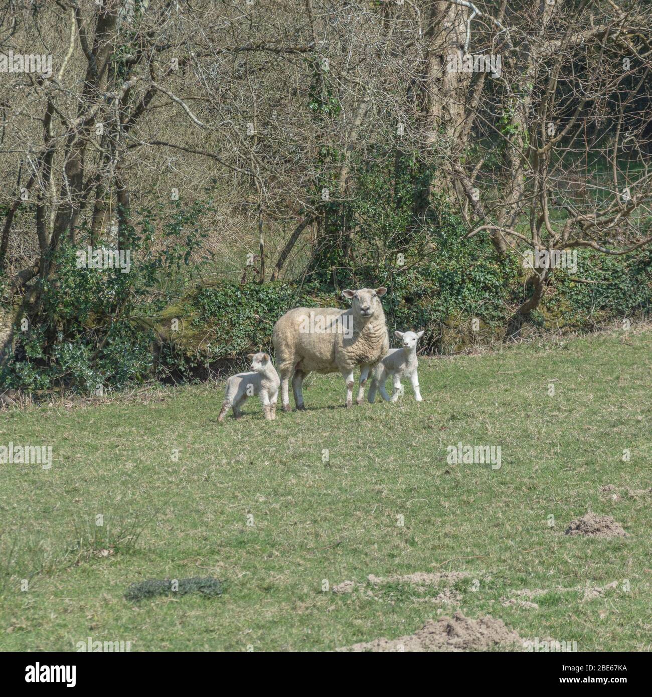 Single sheep looking at camera and lambs in sunlit hilly field. For UK sheep farming, sheep breeding, UK livestock market, British livestock farming. Stock Photo