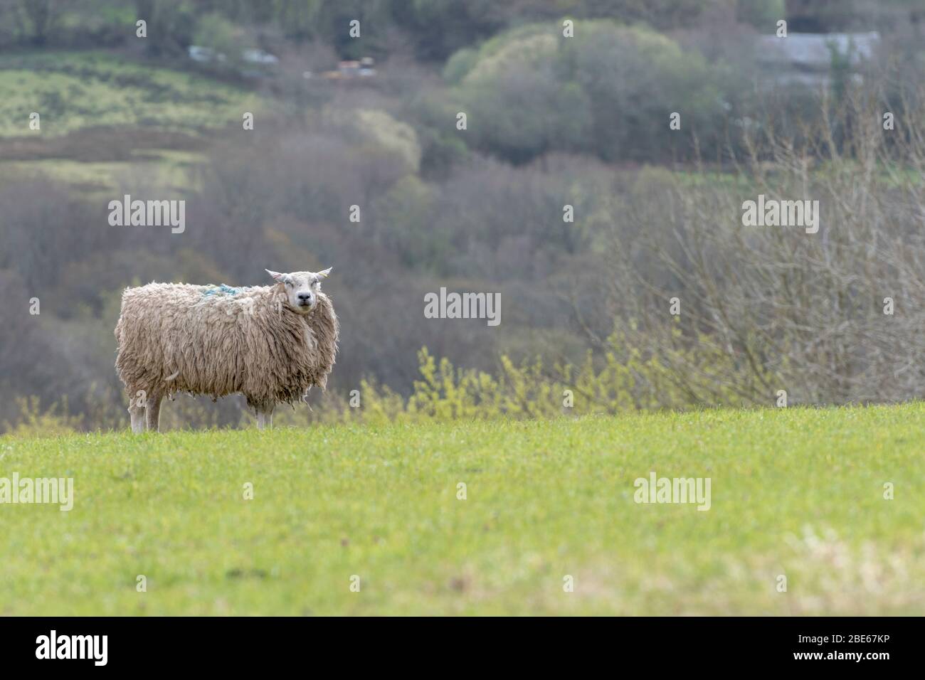 Single lone sheep looking at camera in sunlit hilly field. For UK sheep farming, sheep breeding, UK livestock market, British livestock farming. Stock Photo