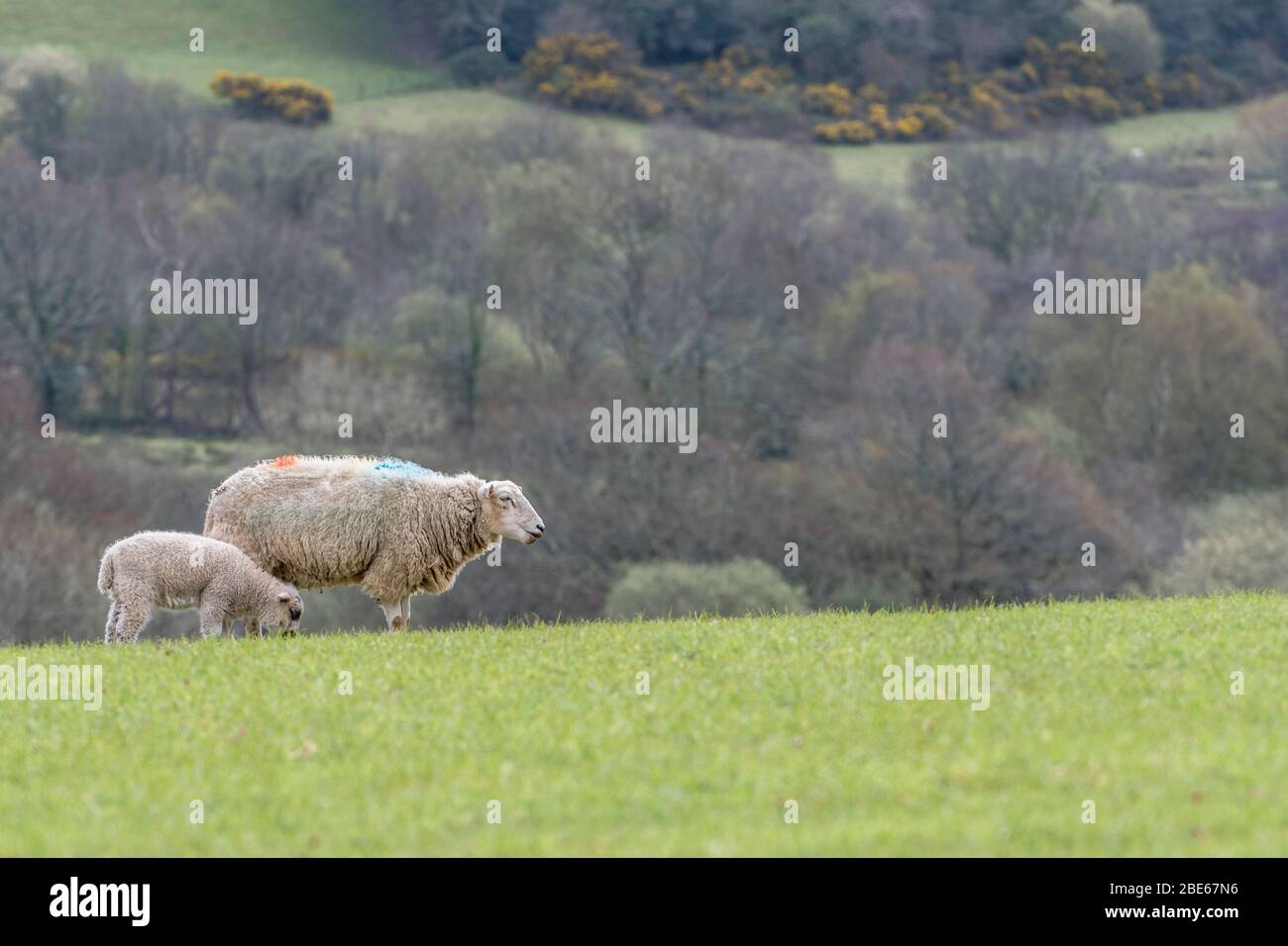 Single sheep and lamb in sunlit hilly field. For UK sheep farming, sheep breeding, UK livestock market, British livestock farming. Stock Photo