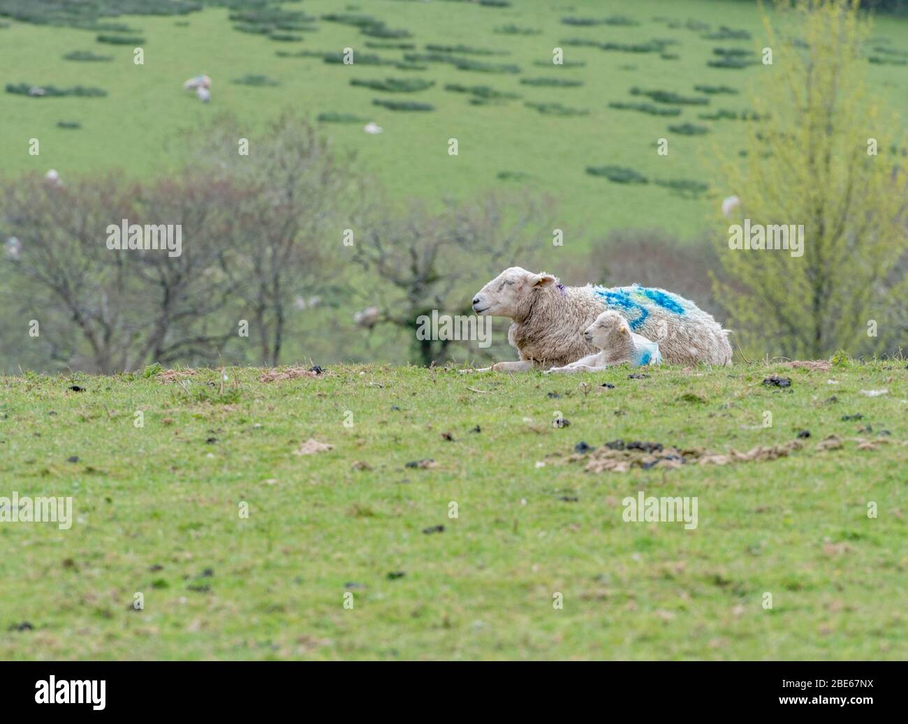 Single sheep and lamb in sunlit hilly field. For UK sheep farming