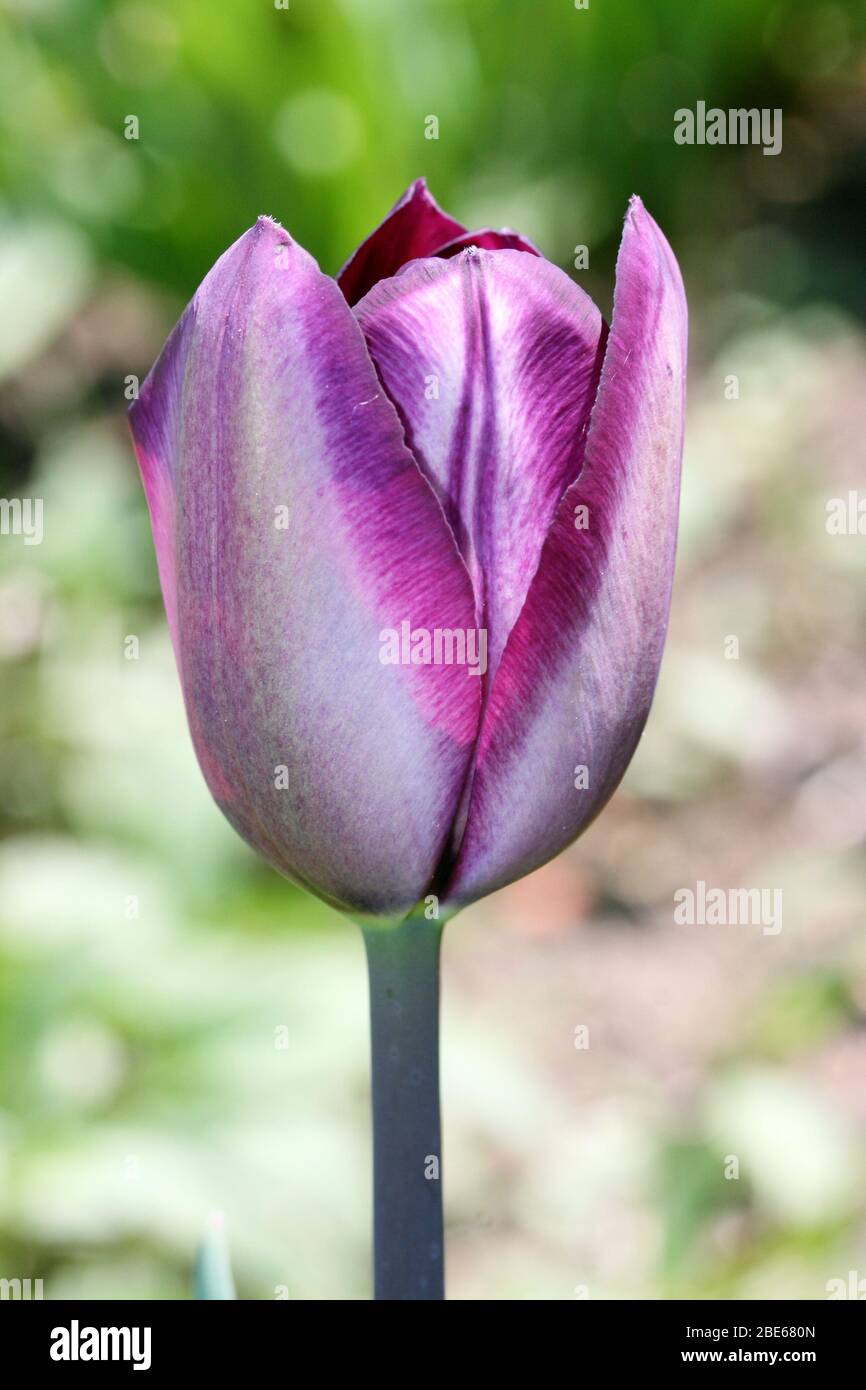 Liliengewachs hires stock photography and images Alamy