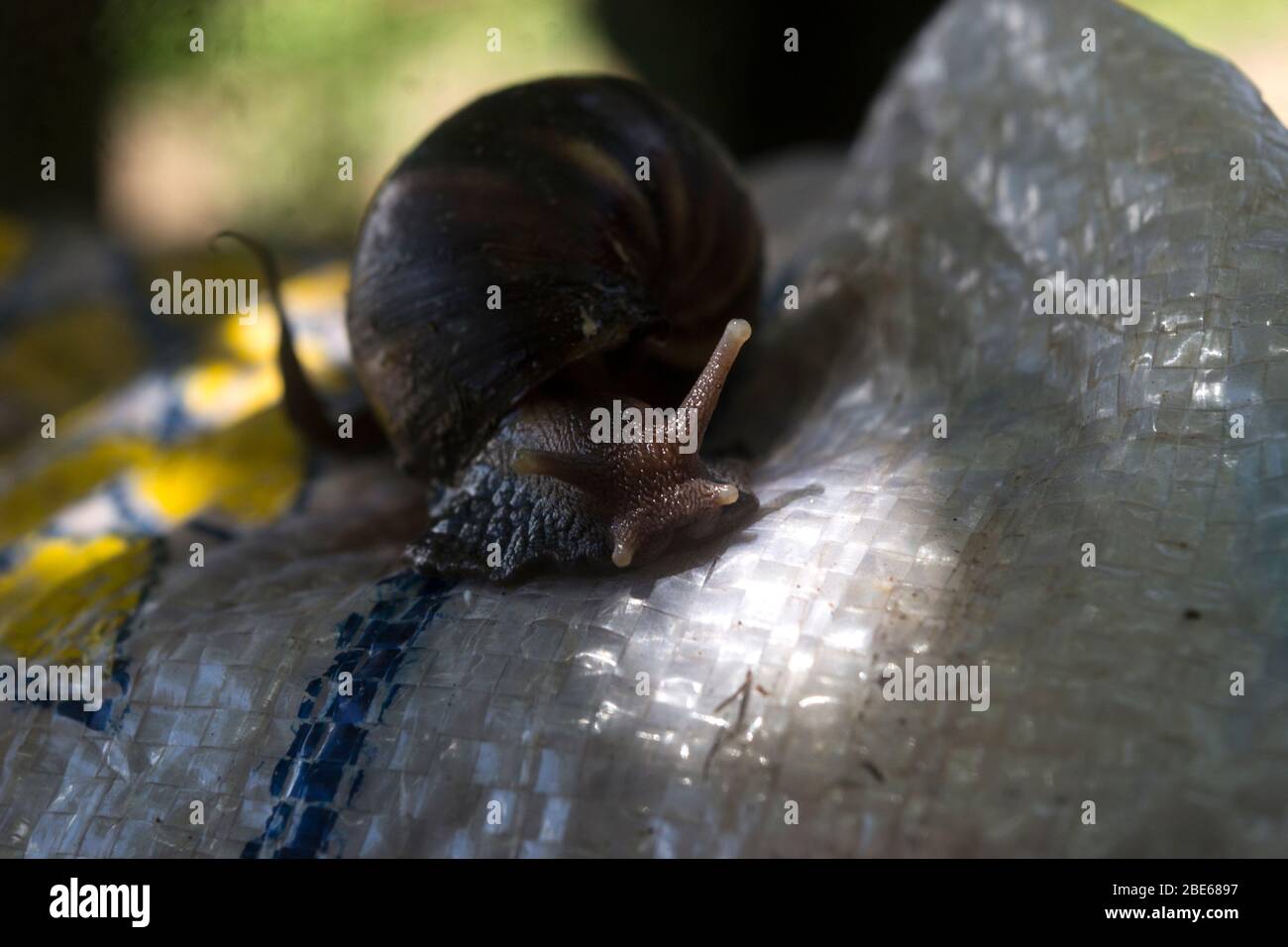 Snail eye close up hires stock photography and images Alamy