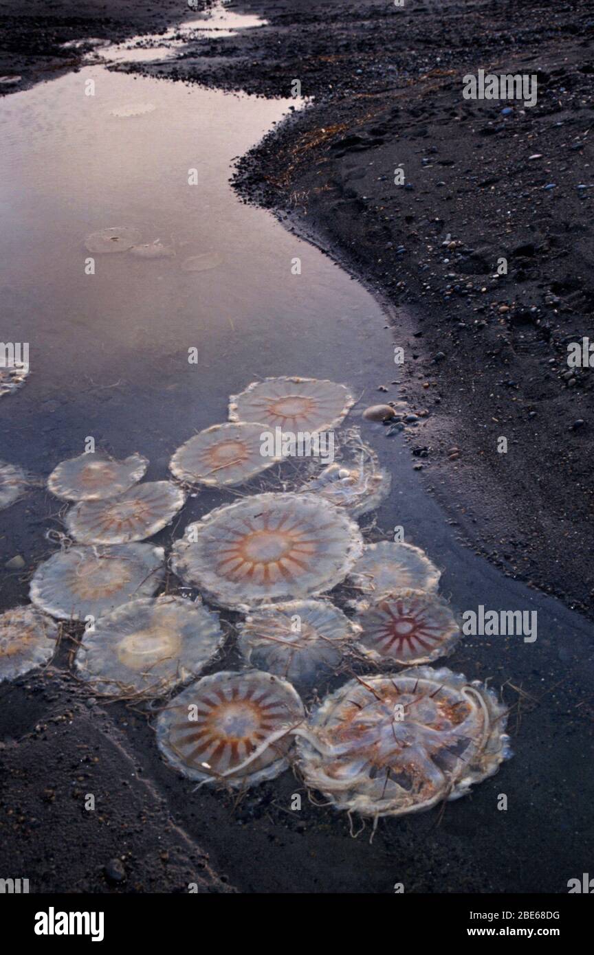 Jellyfish floating in shallow water at low tide, Barrow, Alaska, USA Stock Photo