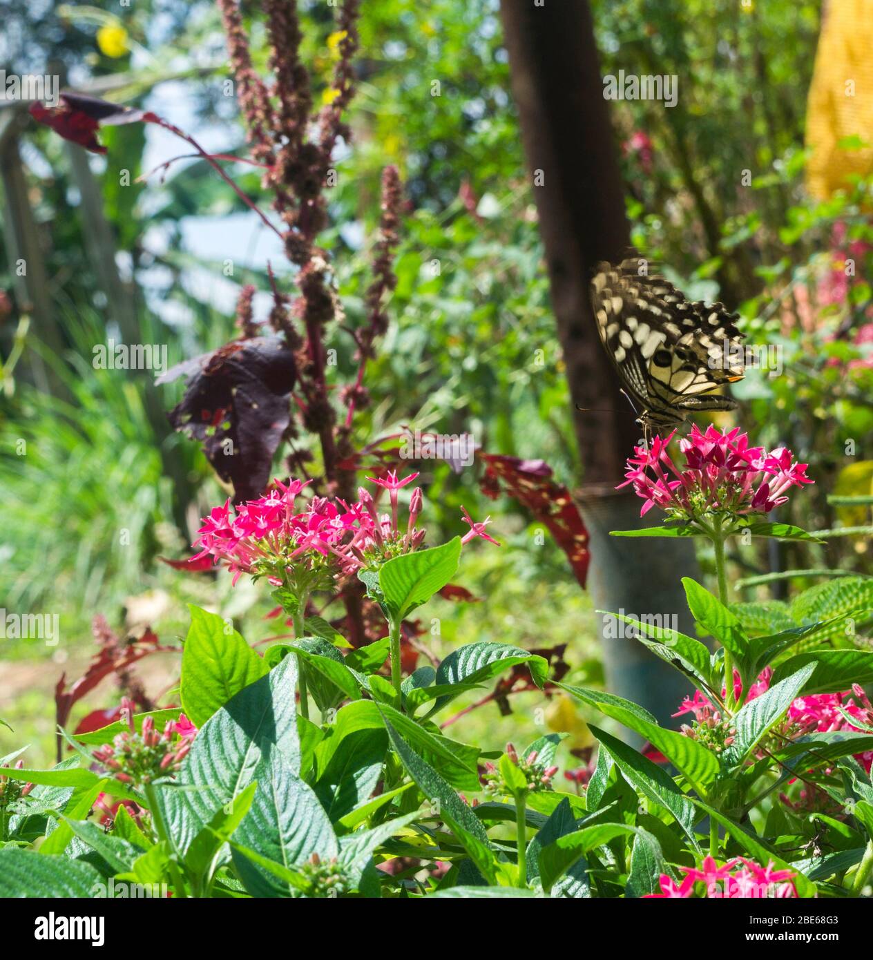 Butterflies of java hi-res stock photography and images - Alamy