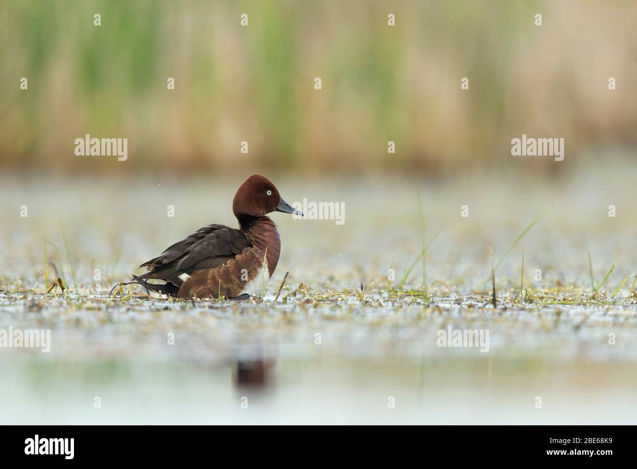 Ferruginous duck Aythya nyroca, adult, marsh, Tiszaalpár, Hungary, May Stock Photo