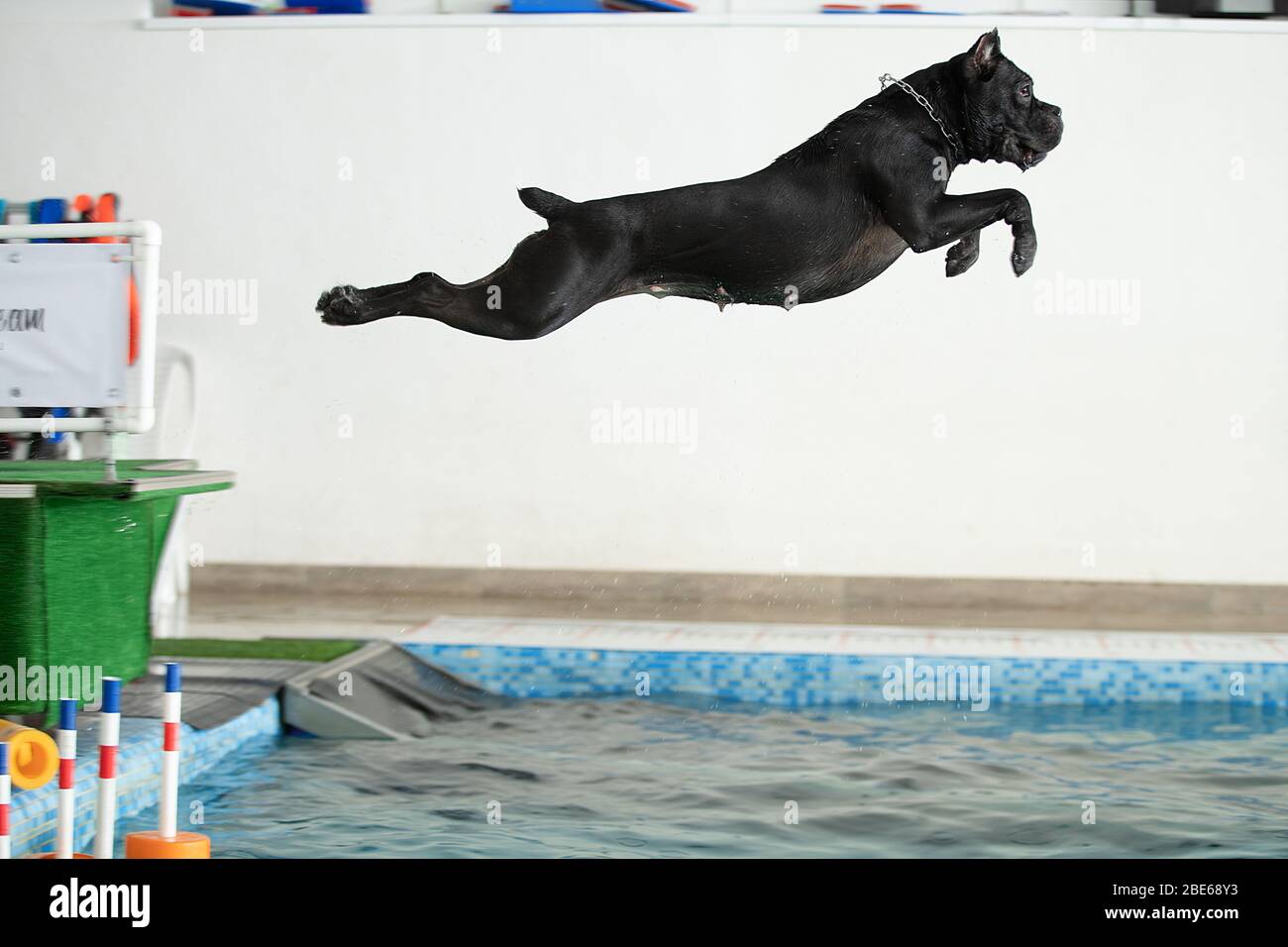 The dog jumps into the water Stock Photo Alamy