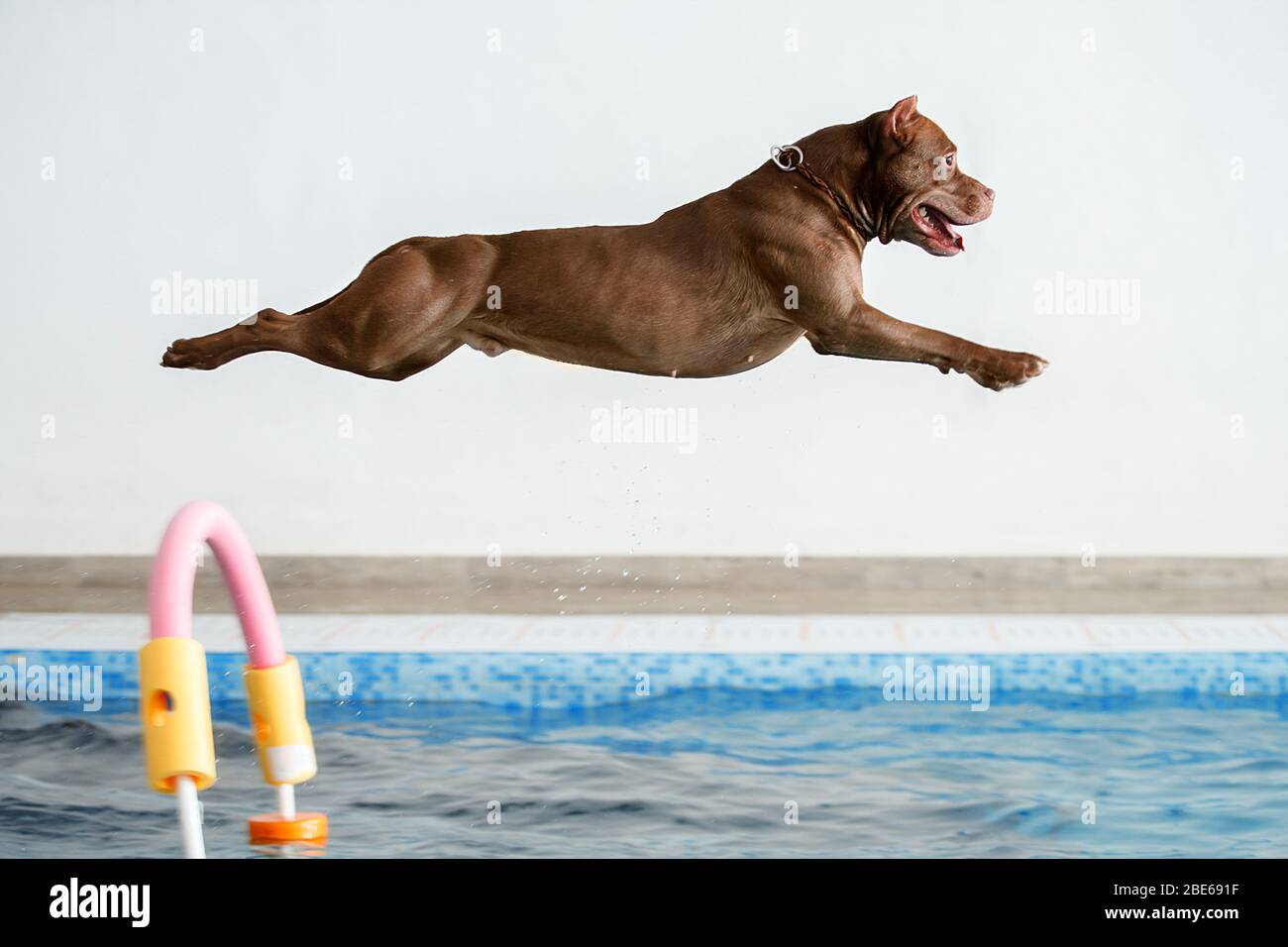 The dog jumps into the water Stock Photo Alamy