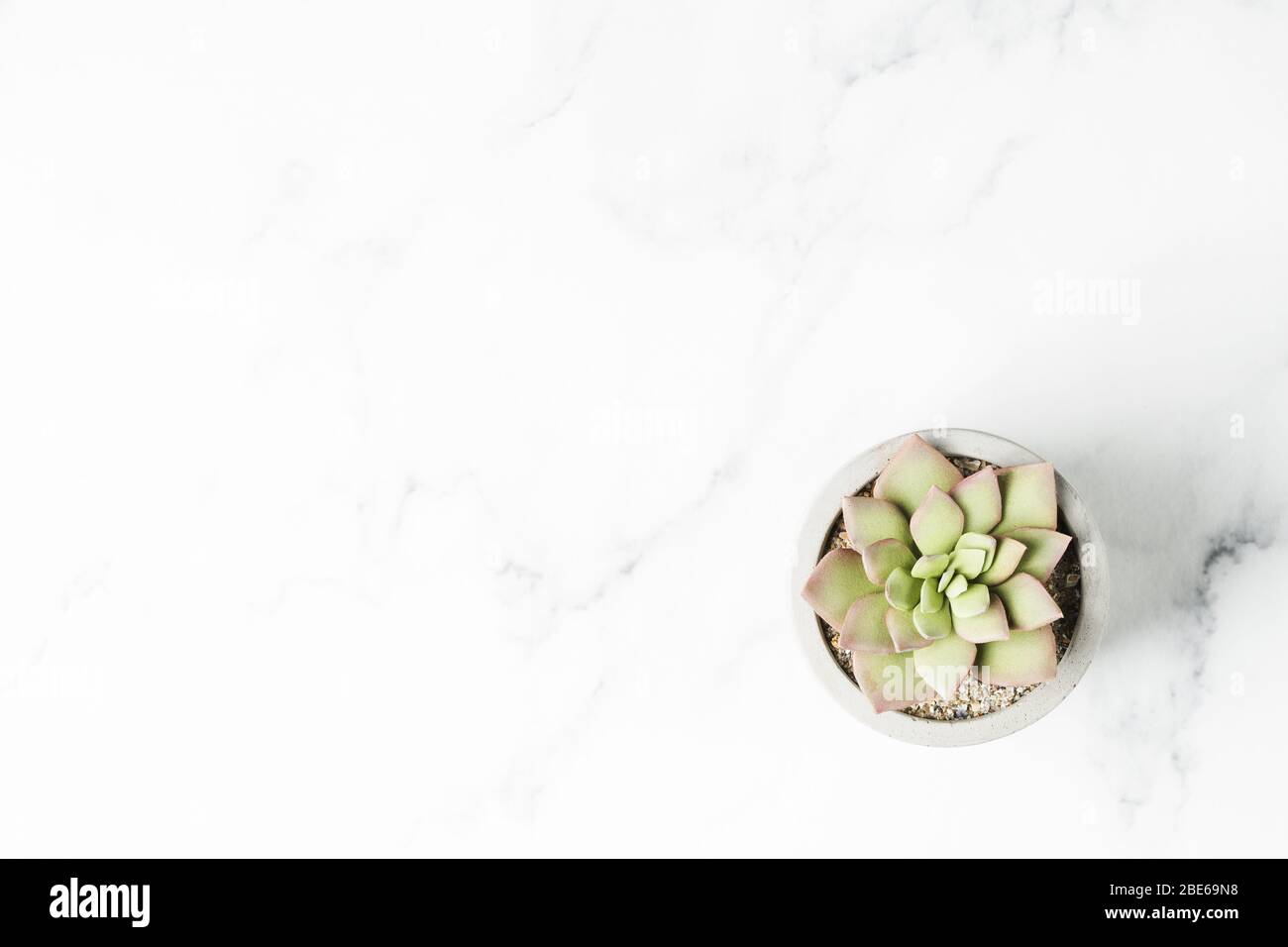 Minimalistic marble table background with succulent. Workspace concept Stock Photo