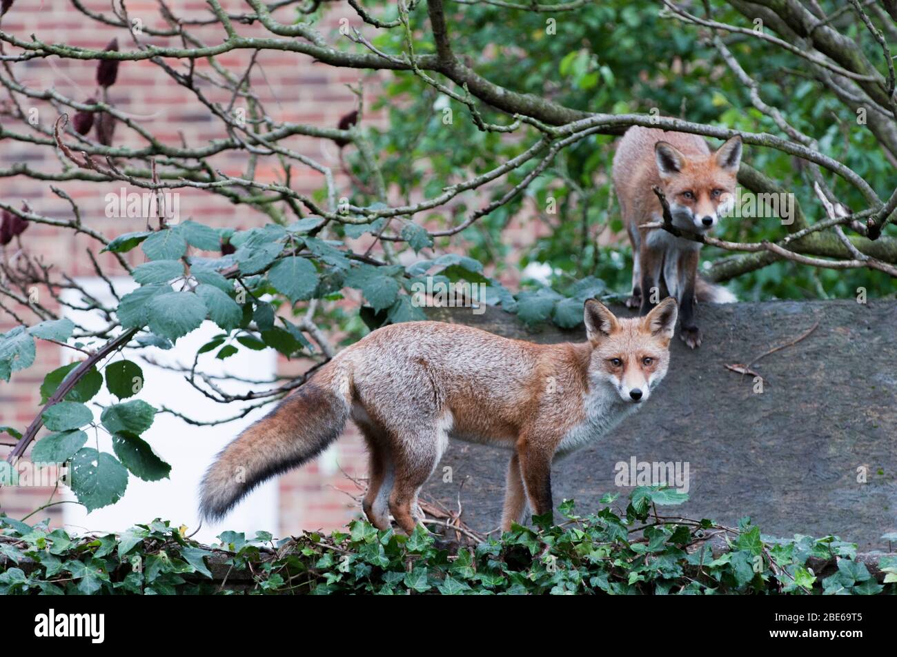 Two adult Red Foxes, Vulpes vulpes, on garden shed roof, London, United Kingdom Stock Photo