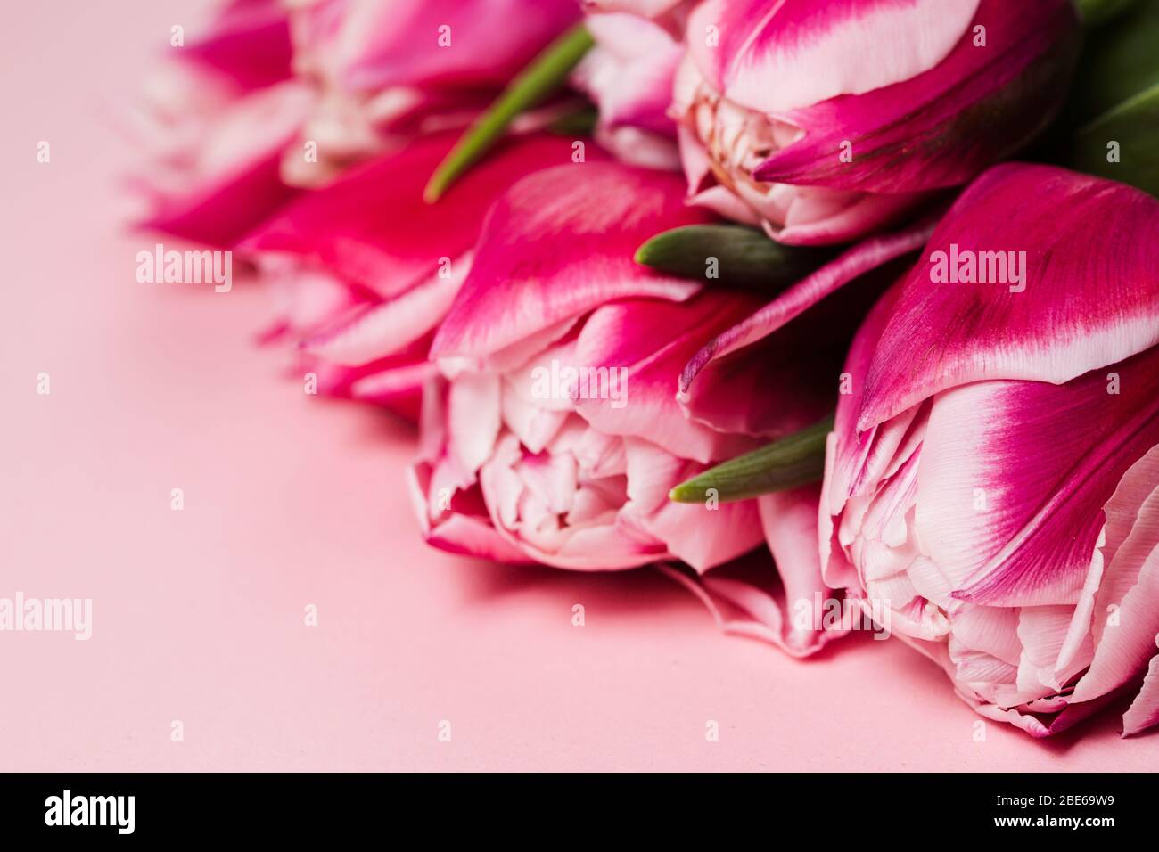 Bouquet of pink tulips flowers on pinkish table. Happy Valentine's day monochrome pink background. Mother's day concept. Copy space Stock Photo