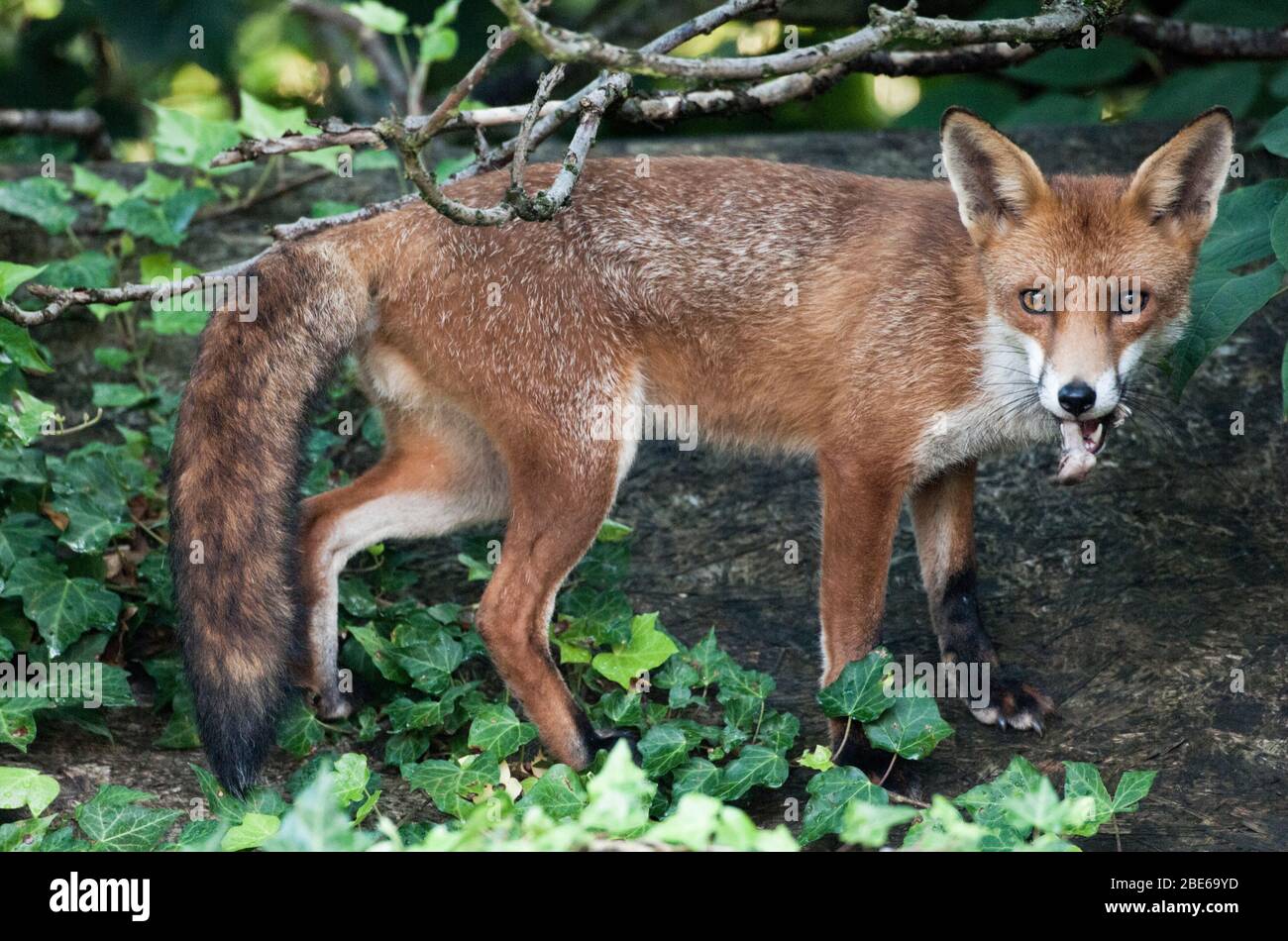 Red fox eating chicken bones hires stock photography and images Alamy