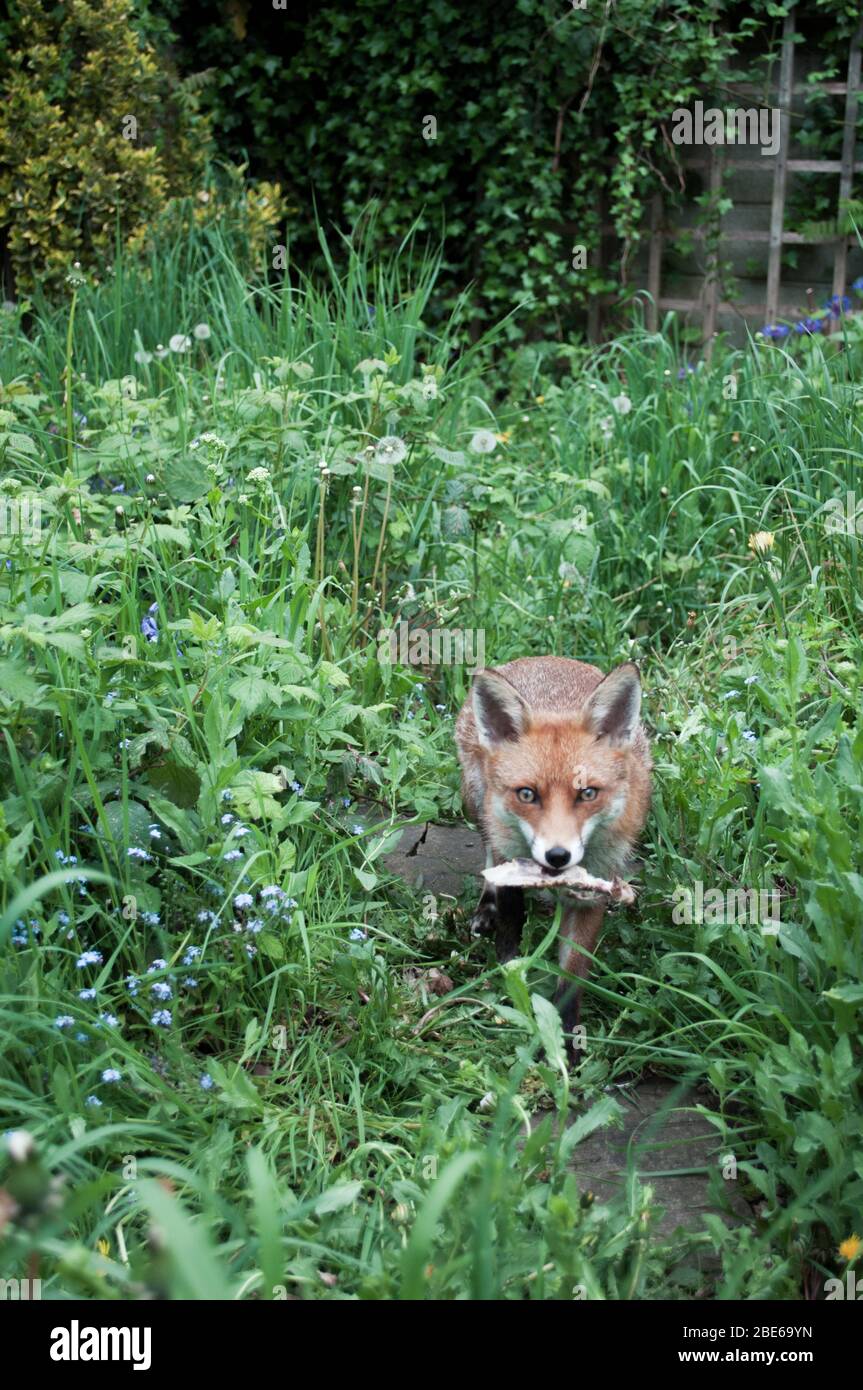 Red fox eating chicken bones hires stock photography and images Alamy