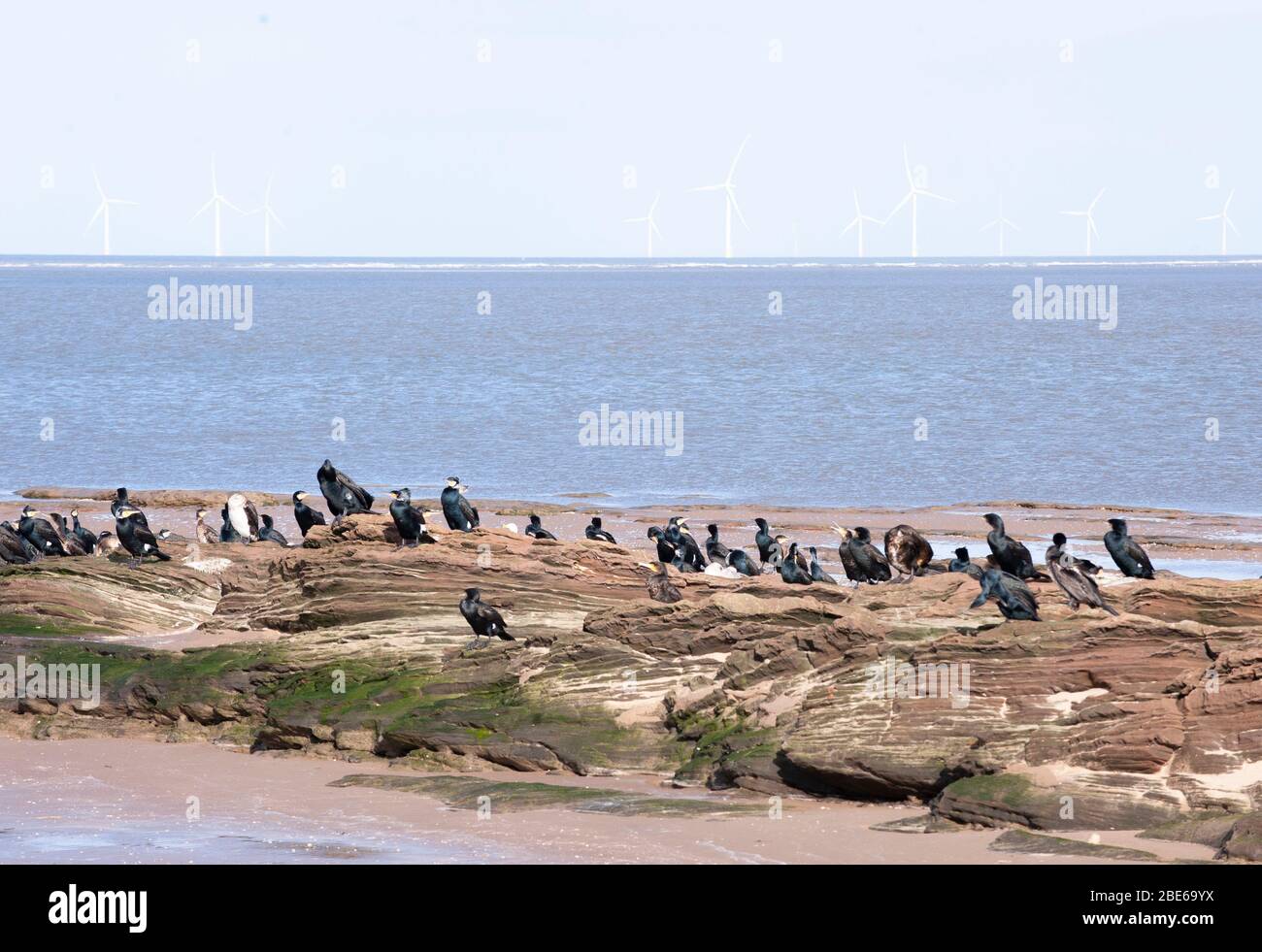 Cormorants, Phalacrocorax carbo, roosting on red sandstone rocks after high tide near wind farm, Little Eye, Hilbre, Dee estuary, United Kingdom Stock Photo