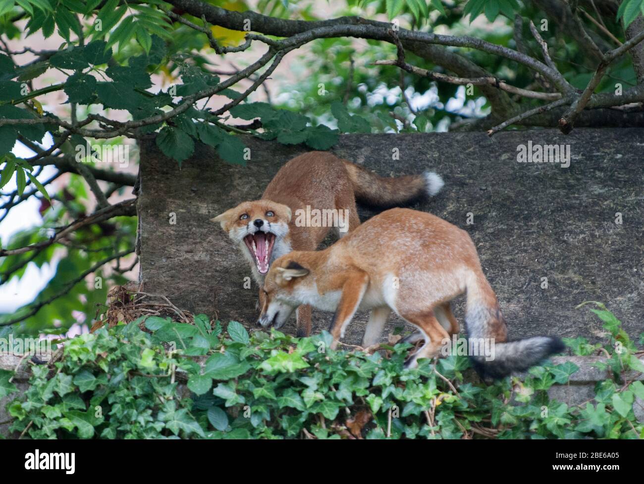 Two Red Foxes, Vulpes vulpes, from the same family greet each other on a garden shed roof, London, United Kingdom Stock Photo