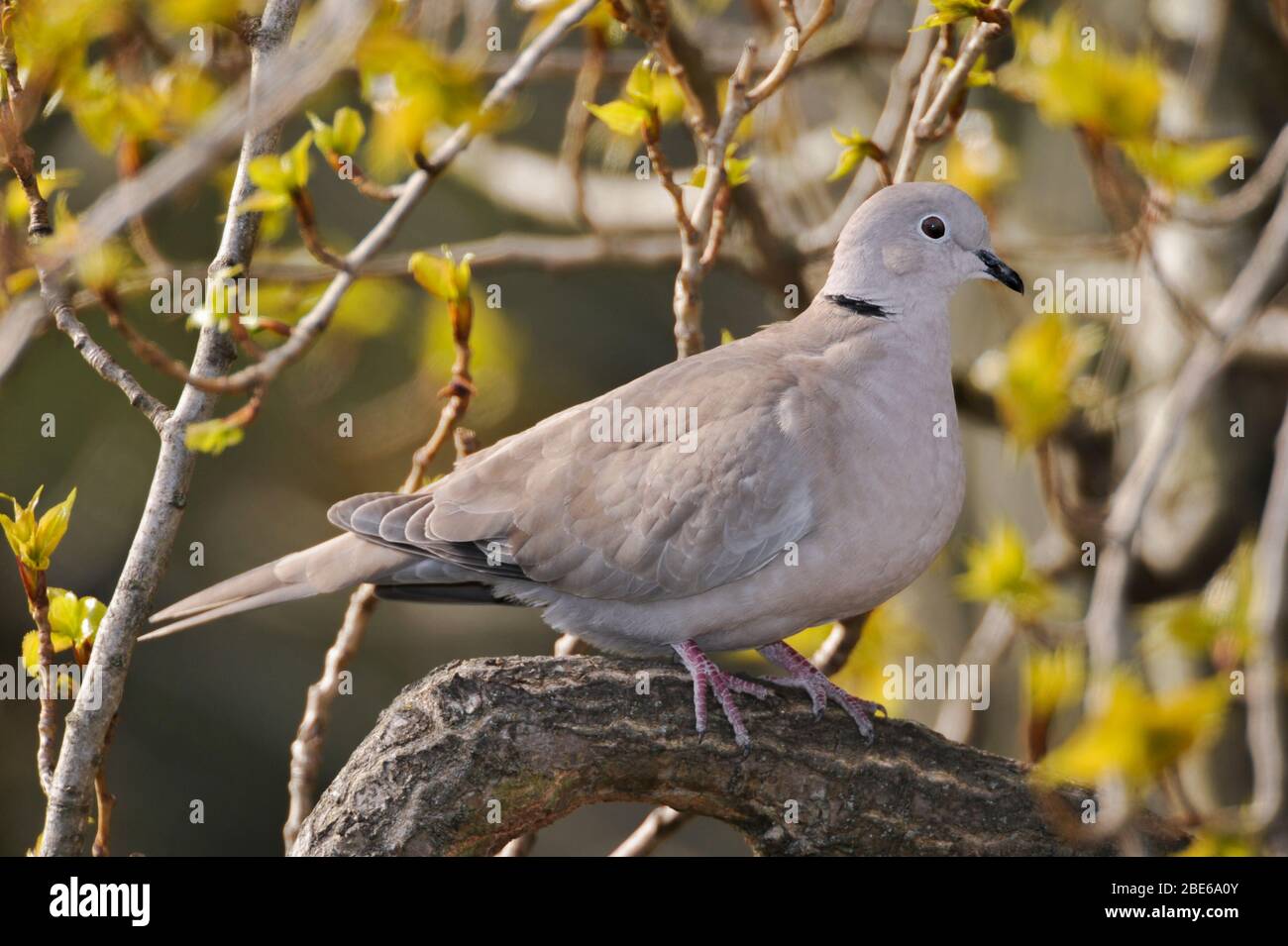 Eurasian collared dove, Streptopelia decaocto, perched in poplar tree in spring, London, United Kingdom Stock Photo