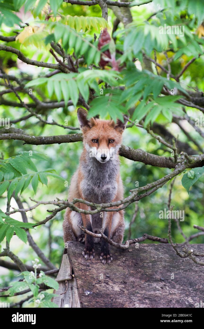 Adult Red Fox, Vulpes vulpes, on shed roof in suburban garden, London, United Kingdom Stock Photo