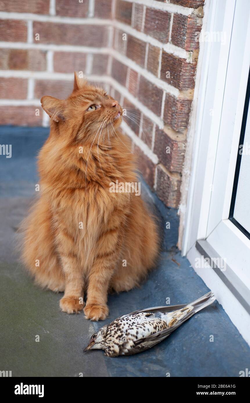 Pet cat with Mistle Thrush, Turdus viscivorus, as caught prey waiting at door, London, United Kingdom Stock Photo