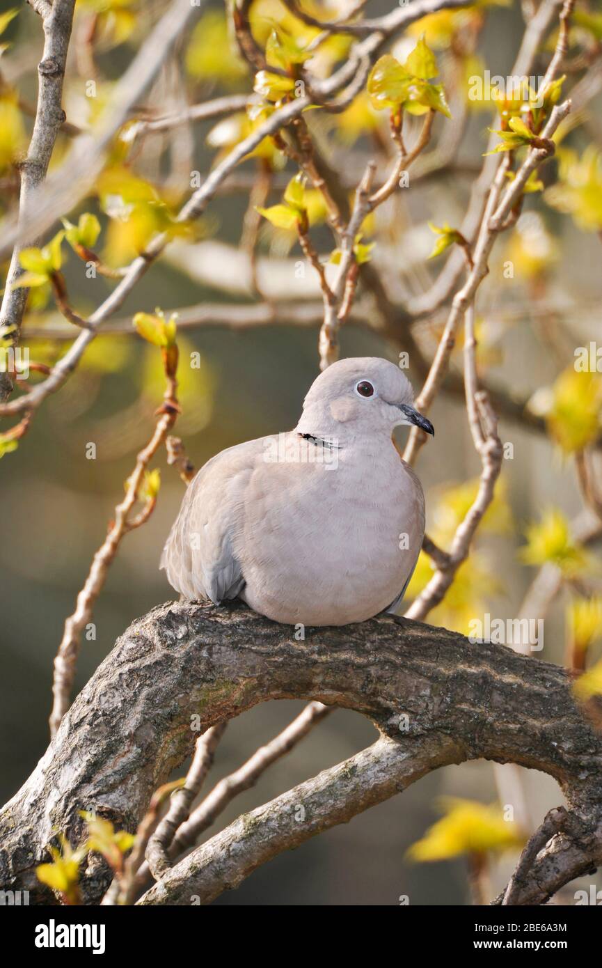 Eurasian collared dove, Streptopelia decaocto, roosting in poplar tree in spring, London, United Kingdom Stock Photo