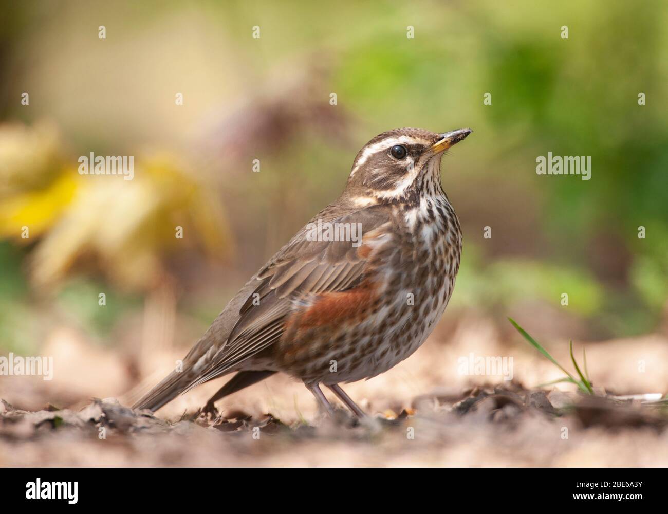 Adult Redwing, Turdus iliacus, foraging on ground, Queen's Park, , London, United Kingdom Stock Photo