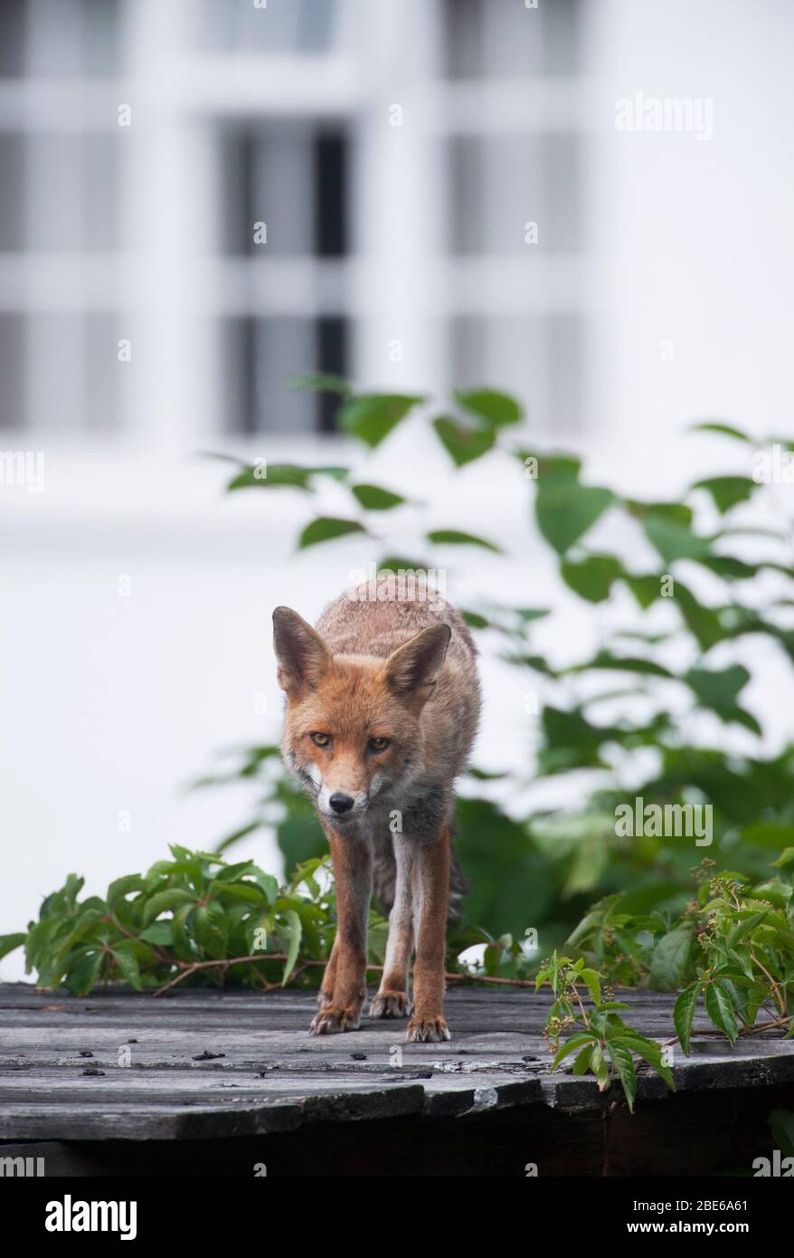 Adult Red Fox, Vulpes vulpes, on shed roof in suburban garden, London, United Kingdom Stock Photo