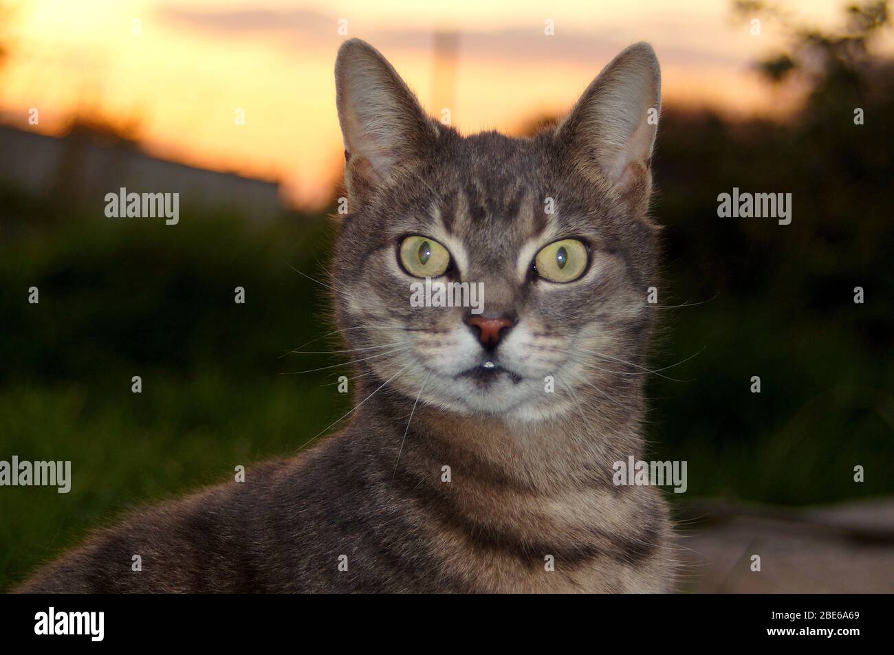 Portrait of a tabby cat with soft-focused sunset in the background ...