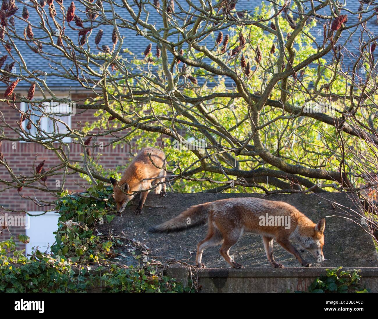 Two adult Red Foxes, Vulpes vulpes, on garden shed roof, London, United Kingdom Stock Photo