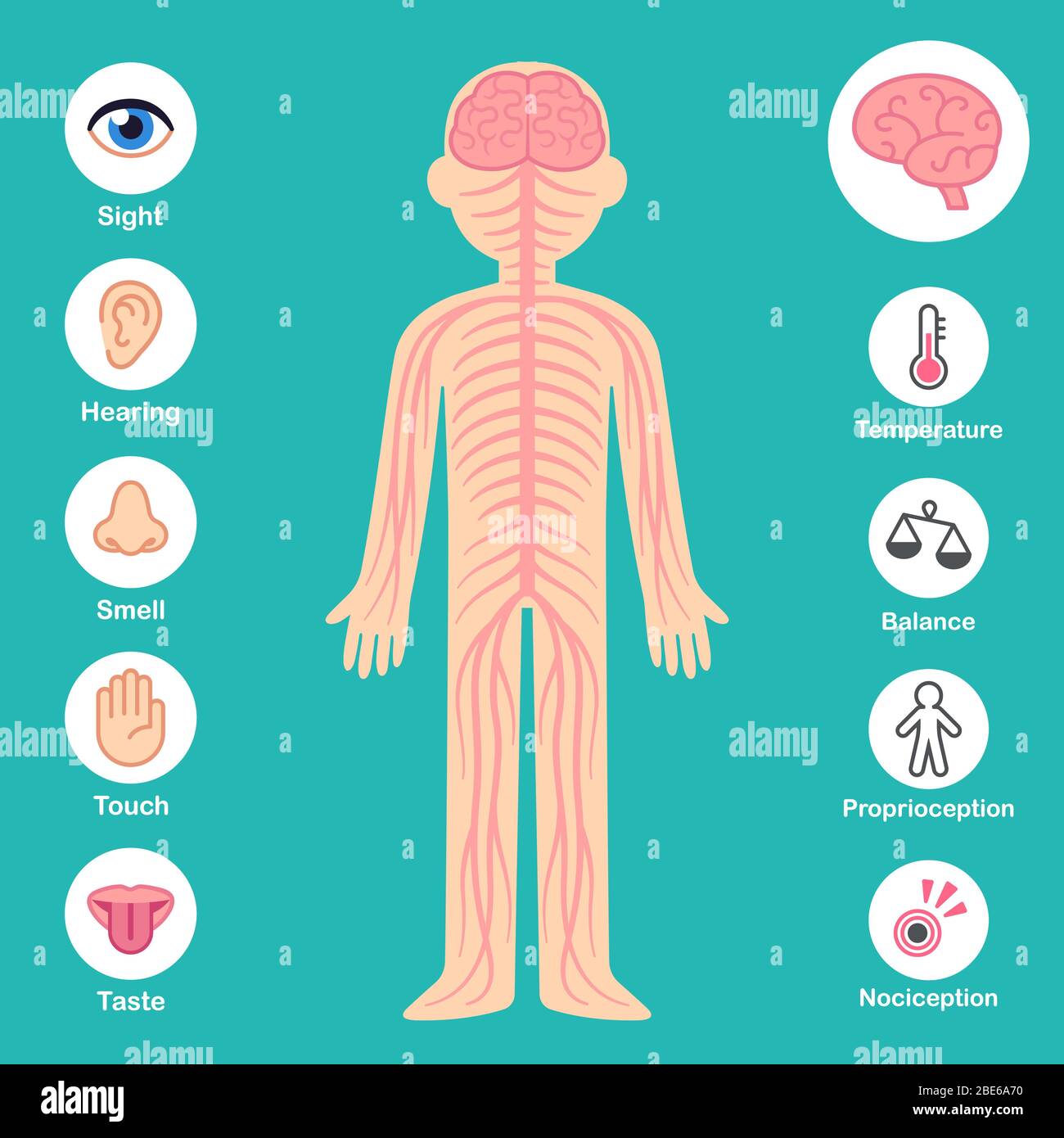 Nervous system infographic chart. Brain and nerves on body silhouette, senses and perception icons. Health and medical vector illustration. Stock Vector