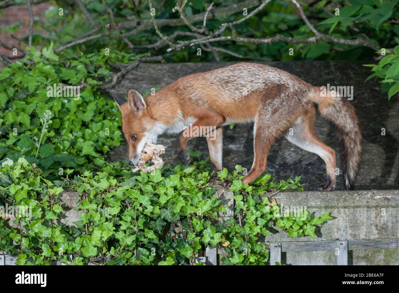 Red Fox, Vulpes vulpes, scavenging for food scraps in a garden, London, United Kingdom Stock Photo