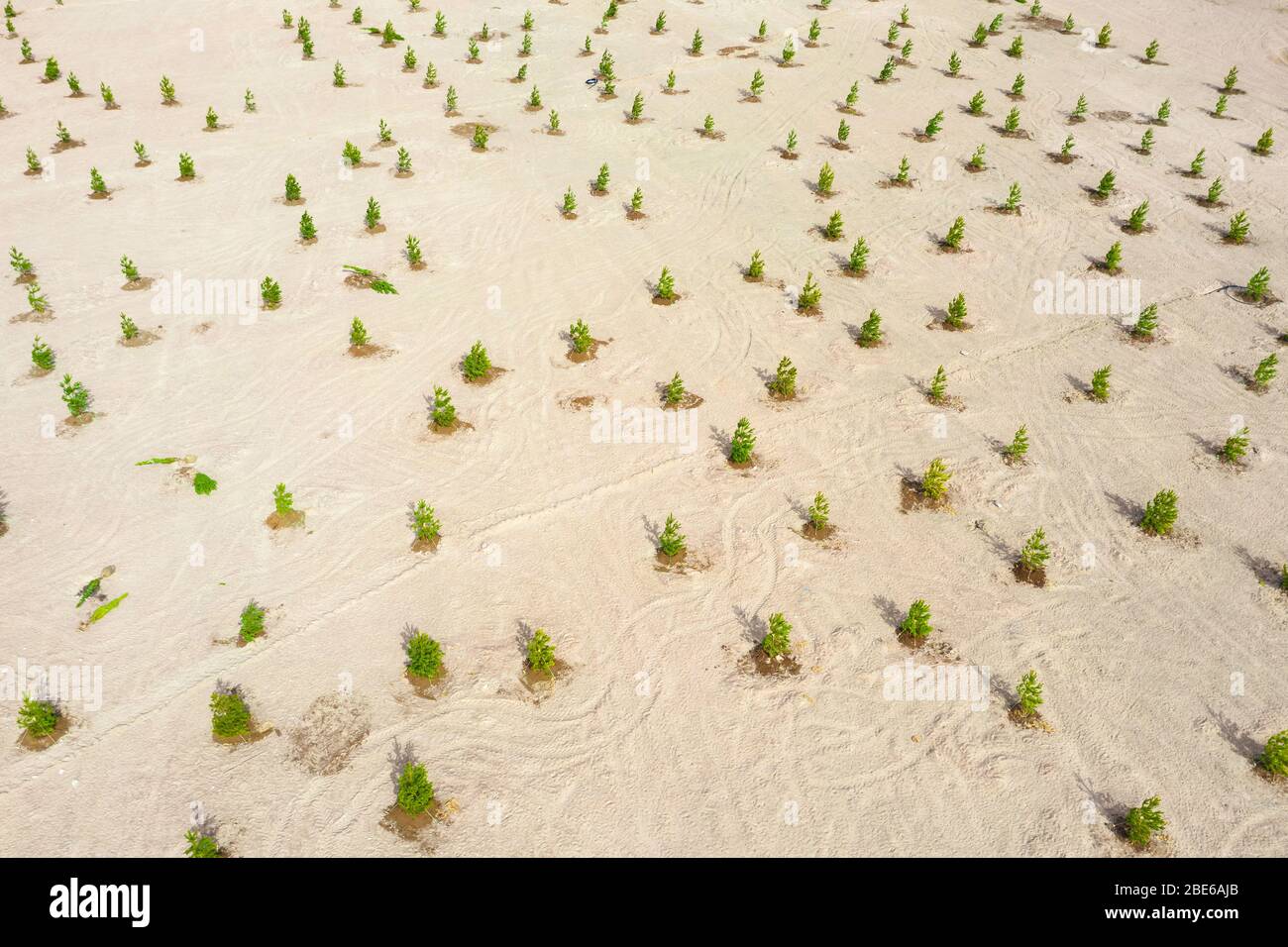 Young pine trees planted in bulk territory, creating a park zone in the city of forests. View from above Stock Photo
