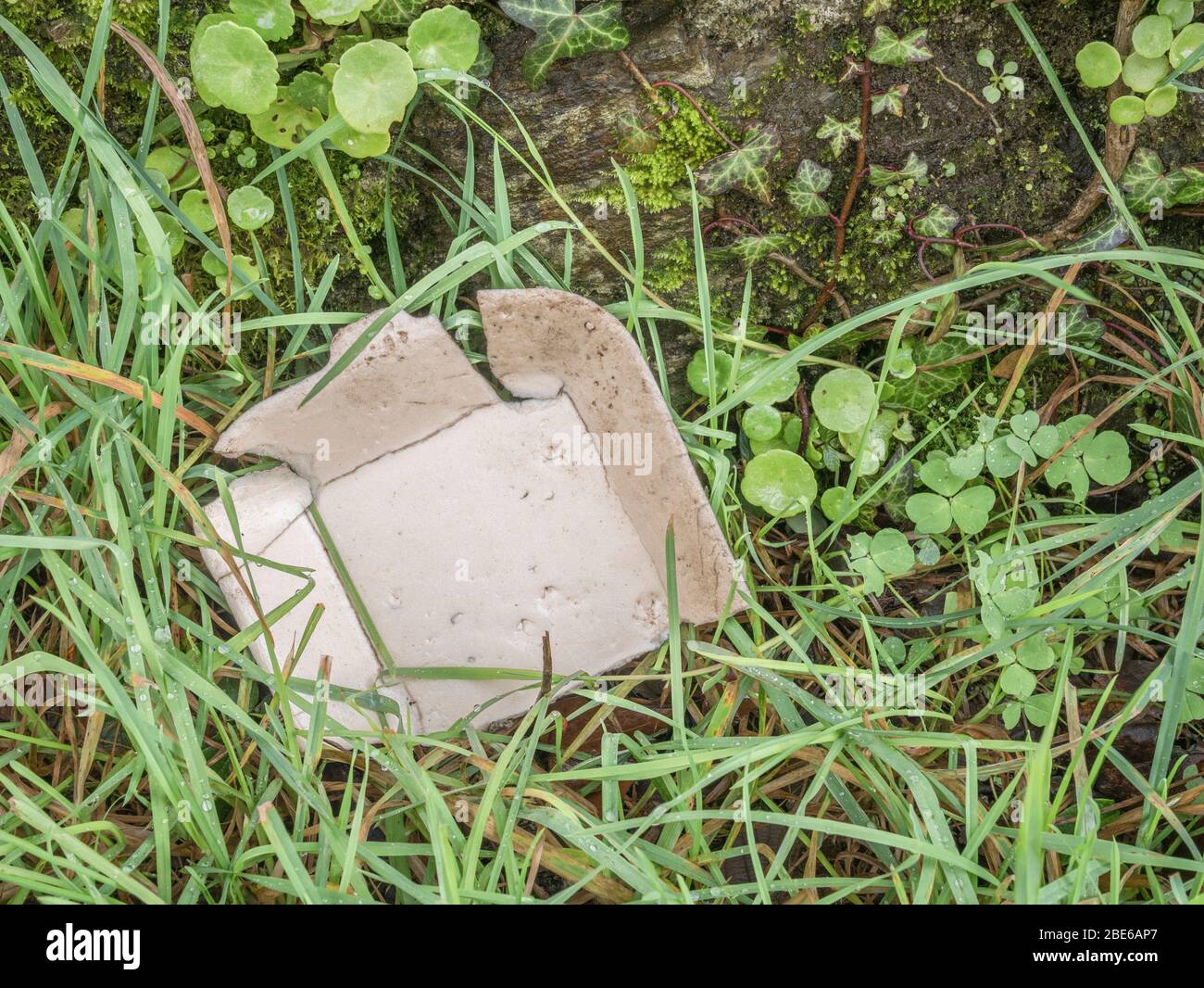 Discarded styrene takeaway food box litter in hedgerow. For singleuse
