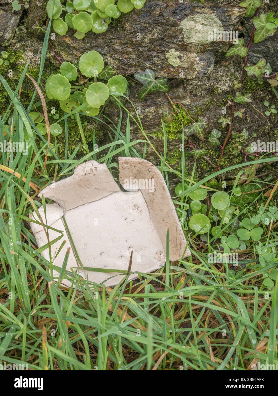 Discarded styrene takeaway food box litter in hedgerow. For singleuse