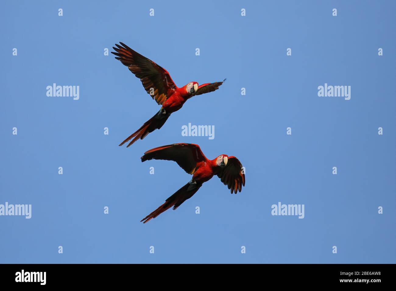Scarlet macaws (Ara macao) flying in blue sky, Costa Rica Stock Photo