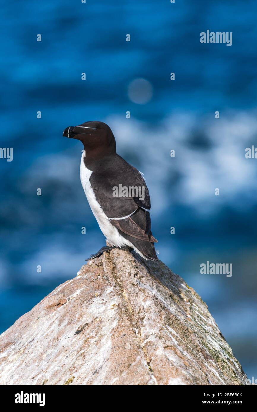 Razorbill along the coastline of Ireland Stock Photo