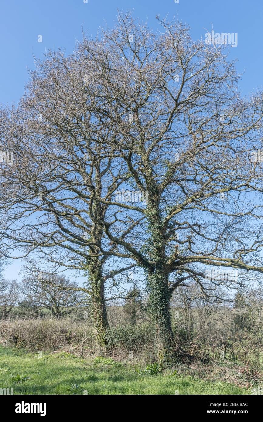 Oak tree without leaves hires stock photography and images Alamy